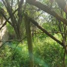 Bilo Grosses Baugrundstück mit Bestand nur 14 km zu den Stränden Haus kaufen