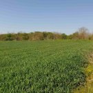 Bilo Grosses Baugrundstück mit Bestand nur 14 km zu den Stränden Haus kaufen