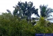 Le Robert Ferien-Anlage auf der Insel Martinique Haus kaufen