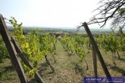 Vinica Anwesen mit Weinberg und Wohnhaus in Vinica Gewerbe kaufen