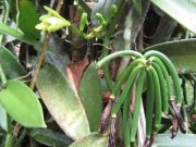 La Virgen Vanilleplantage - Wo das Grundstück endet, fängt der Dschungel an Gewerbe kaufen