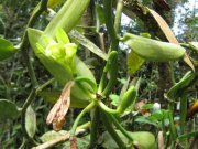 La Virgen Vanilleplantage - Wo das Grundstück endet, fängt der Dschungel an Gewerbe kaufen