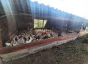  Brasilien 18 Ha grosse Eierfabrik in der Nähe von Manaus AM Grundstück kaufen