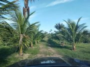  Brasilien 22 Ha Farm Tiefpreis-Grundstück Früchtefarm mit Teichen Grundstück kaufen