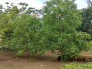  Brasilien 25 Ha Grundstück bei Rio Preto da Eva AM Grundstück kaufen