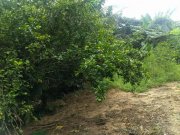  Brasilien 2'800 Ha Tiefpreis - Grundstück mit Rohstoffen Grundstück kaufen