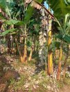  Brasilien 50 Ha Früchtefarm am Flüsschen nördlich von Manaus AM Grundstück kaufen