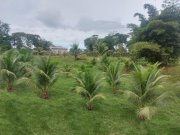  Brasilien 50 Ha grosses Grundstück - Bauernhof bei Presidente Figueiredo AM Grundstück kaufen