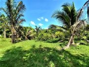  Brasilien 50 Ha Tiefpreis-Grundstück bei Presidente Figueiredo AM Grundstück kaufen