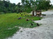  Brasilien 50 Ha Tiefpreis - Grundstück bei Rio direkt am Fluss Grundstück kaufen