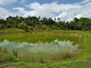  Brasilien 50 Ha Tiefpreis-Grundstück mit Fisch-Teichen Grundstück kaufen