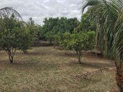 Brasilien 60 Ha Früchtefarm Presidente Figueiredo Am Grundstück kaufen