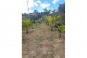  Brasilien 75 Ha Tiefpreis-Grundstück mit Früchte- Pflanzungen bei der Stadt Balbina AM Grundstück kaufen