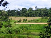  Brasilien 808 Ha Orangen-Kokosnuss-Acai-Fischzucht- Farm mit Privatsee Grundstück kaufen