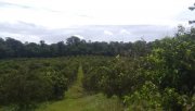  Brasilien 808 Ha Orangen-Kokosnuss-Acai-Fischzucht- Farm mit Privatsee Grundstück kaufen