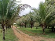  Brasilien 92 Ha Tiefpreis-Grundstück mit Privatsee Grundstück kaufen