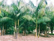  Brasilien Acai Palen - Farm Region Codajas Gewerbe kaufen