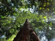  Brasilien riesengrosses 2'000 Ha Tiefpreis - Grundstück mit Rohstoffen Grundstück kaufen