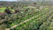 Kamilari Kreta, Olivenhain Grundstück 6.000 m² nahe dem Dorfzentrum Kamilari Grundstück kaufen