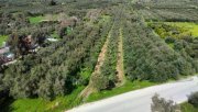 Kamilari Kreta, Olivenhain Grundstück 6.000 m² nahe dem Dorfzentrum Kamilari Grundstück kaufen