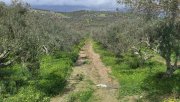 Kamilari Kreta, Olivenhain Grundstück 6.000 m² nahe dem Dorfzentrum Kamilari Grundstück kaufen