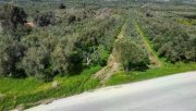 Kamilari Kreta, Olivenhain Grundstück 6.000 m² nahe dem Dorfzentrum Kamilari Grundstück kaufen