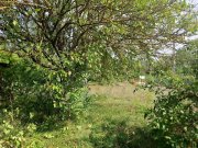 Pócsmegyer Pócsmegyer Surány, Holló utcában 693 m2-es saroktelek eladó. Villany a telken belül, a víz fúrt kútból biztosítható.