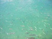 Benitachell Sie haben noch nicht die passende Unterkunft für Ihren Urlaub in Spanien an der Costa Blanca gefunden? Gewerbe mieten