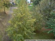 Chemnitz Dachgeschoßwohnung *** + Baumarktgutschein in höhe von 500,00 Euro *** Wohnung mieten