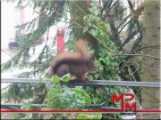 Baden-Baden Große 2 Zimmer Single EG Whg mit Neuer Küche und Eichhörnchen Egon Wohnung mieten