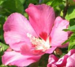 Freising VILLA DOLCE VITA - Serviced Apartments - temporary apartments - furnished flats Wohnung mieten